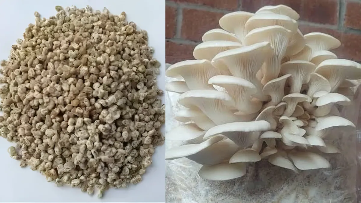 Grow Mushrooms at Home Easily