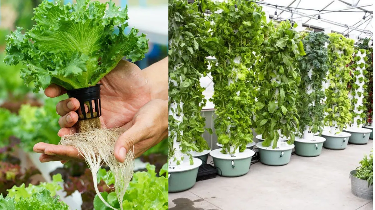 Hydroponic Gardening 2025